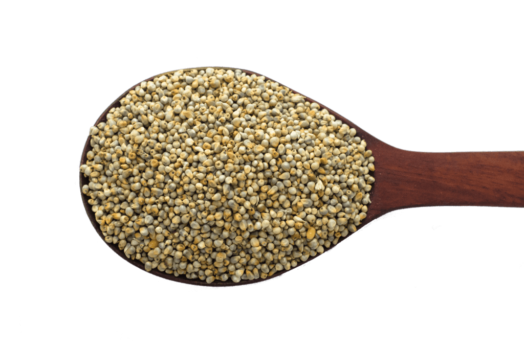 Pearl Millet